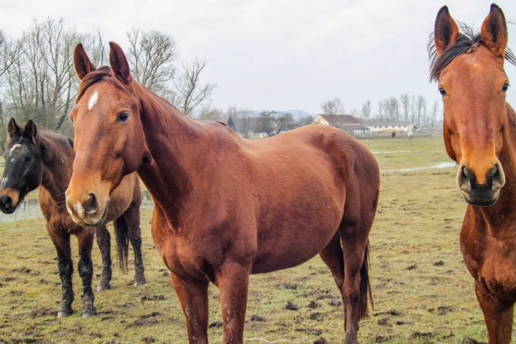 Fotó: Lovaglás határok nélkül 