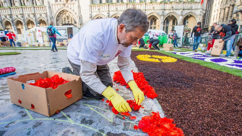 Idén is elképesztően pompás a brüsszeli virágszőnyeg