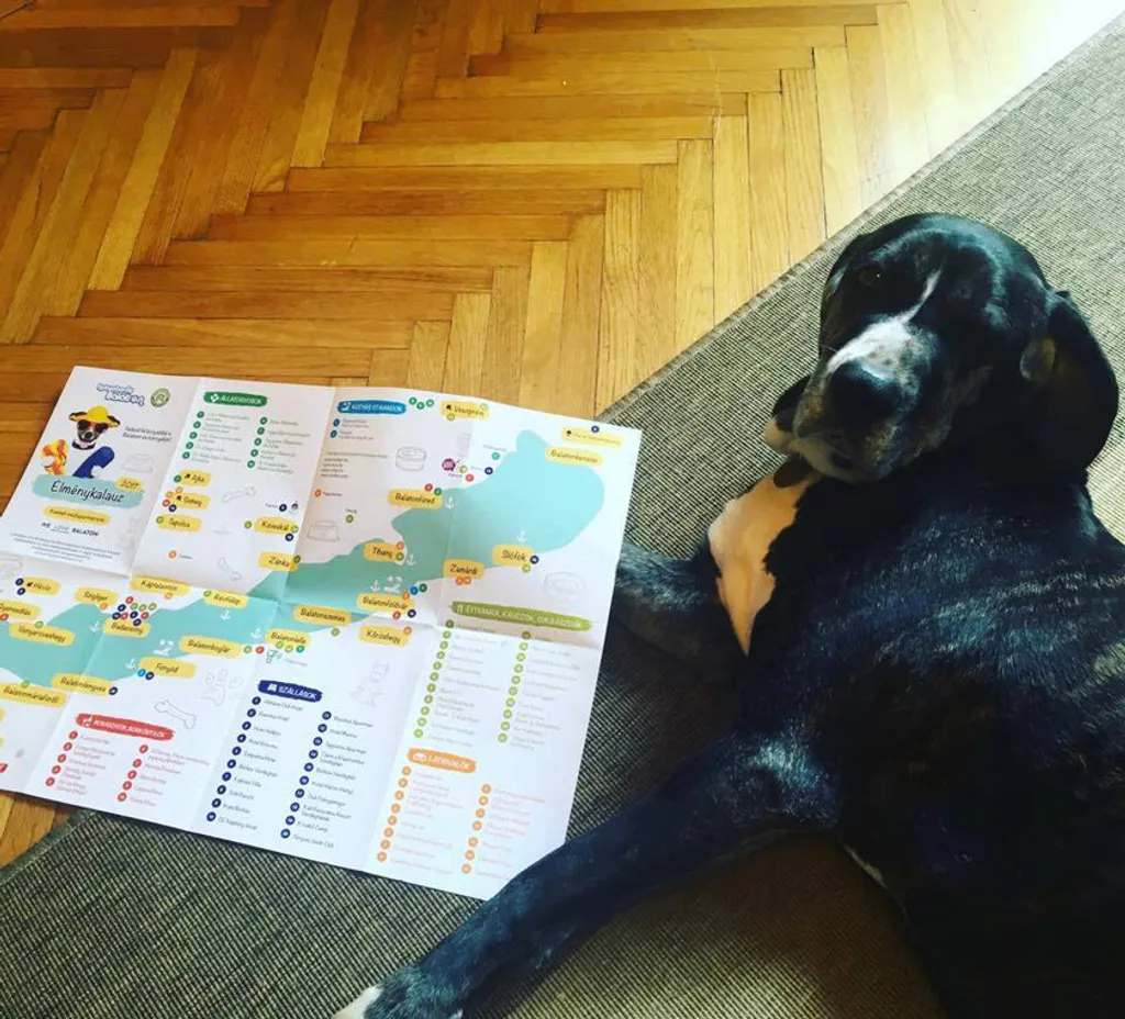 Fotó: kutyabarat.hu 