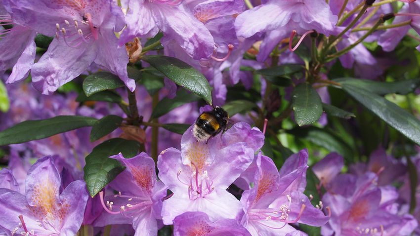 Kew Gardens