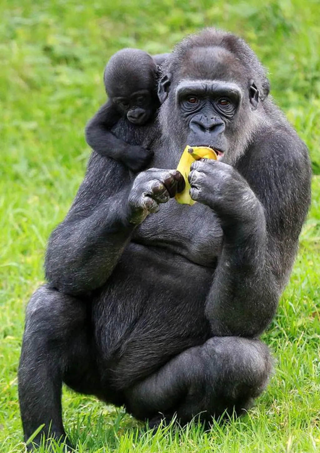 Fotó: Belfast Zoo 
