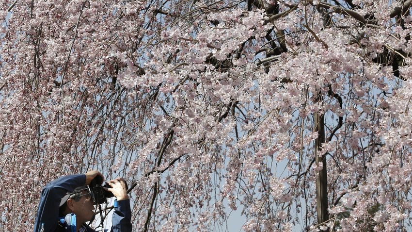 Virágzanak a japán cseresznyefák