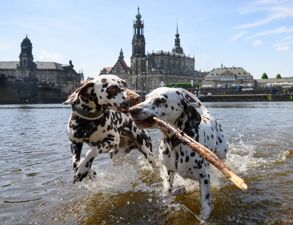Forrás: dpa Picture-Alliance via AFP/Robert Michael