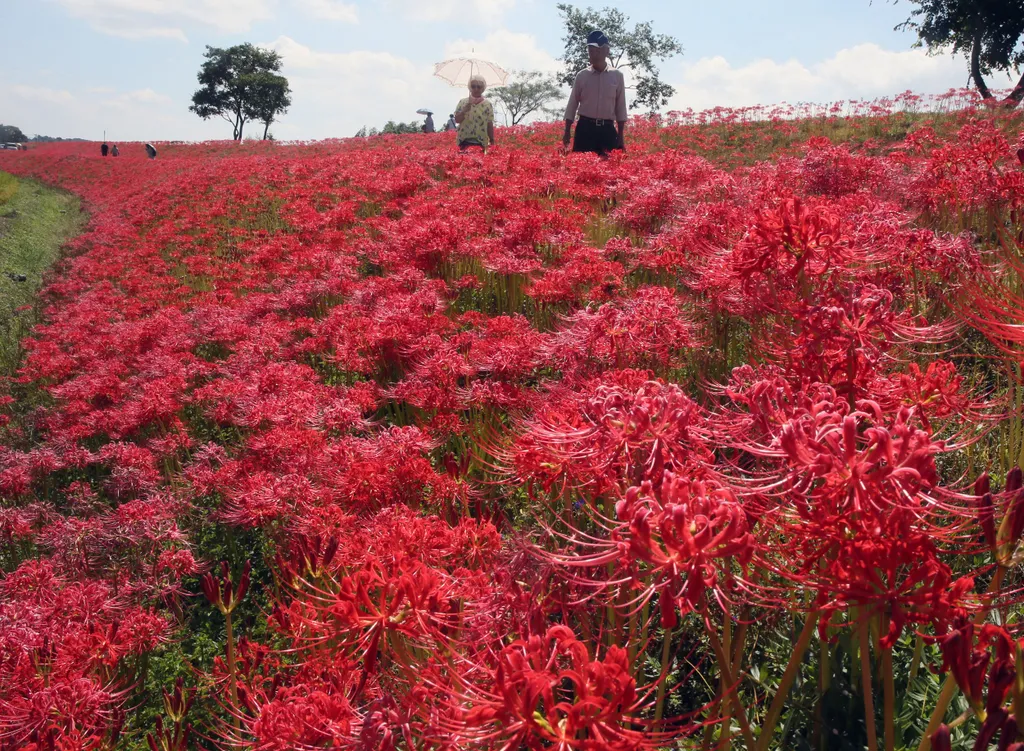 Forrás: The Yomiuri Shimbun via AFP/Yomiuri/Katsumi Tanaka