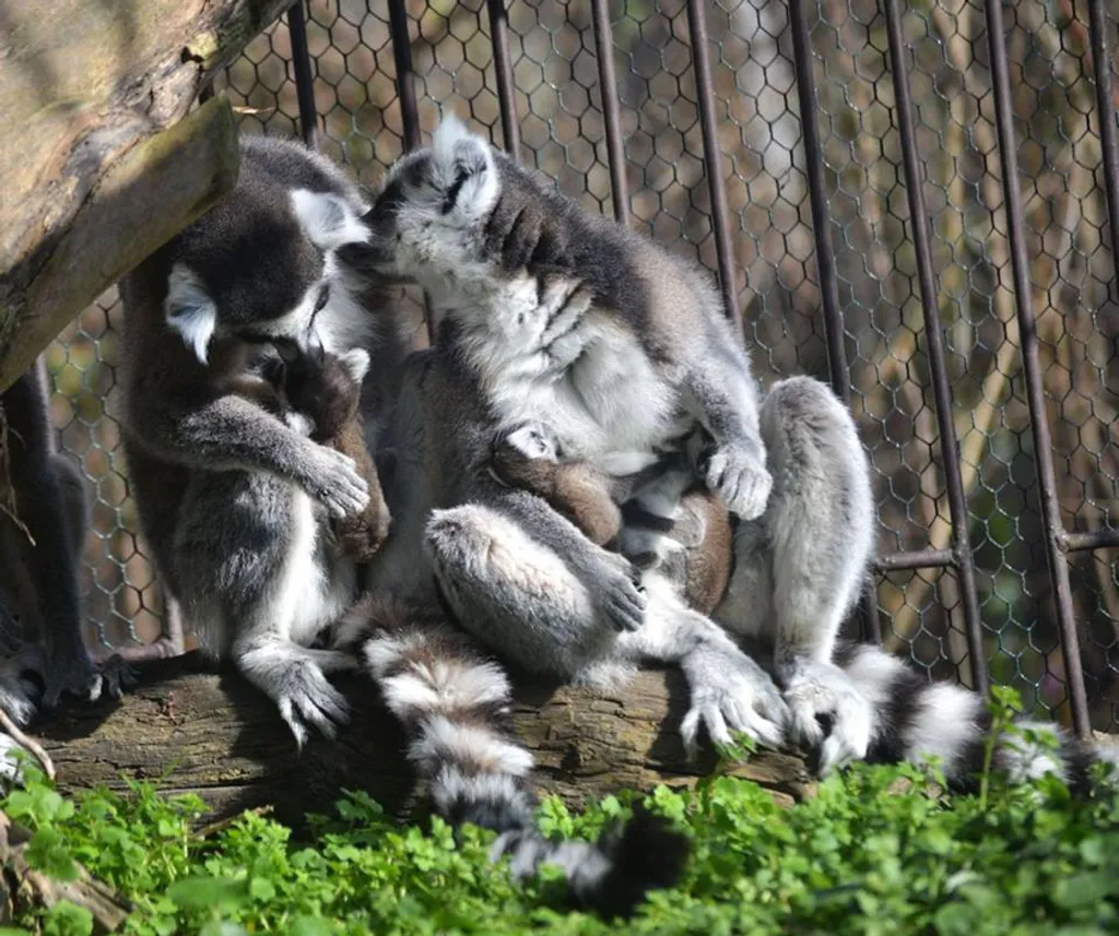 Fotó: Zoo Bratislava / Facebook 