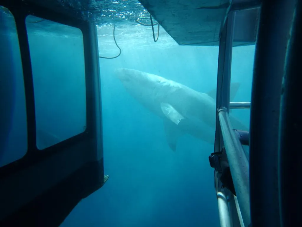 Fotó: Adventure Bay Charters 