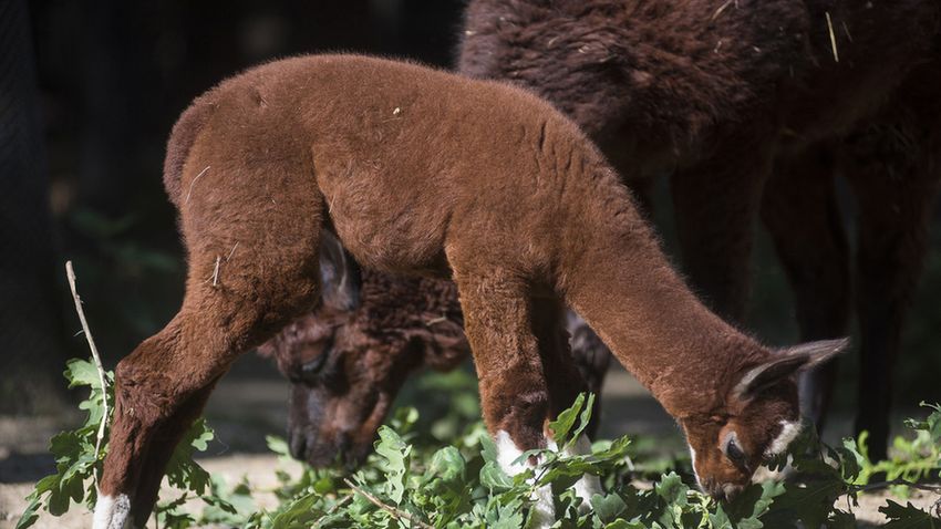 Kéthetes a Nyíregyházi Állatpark kis alpakája