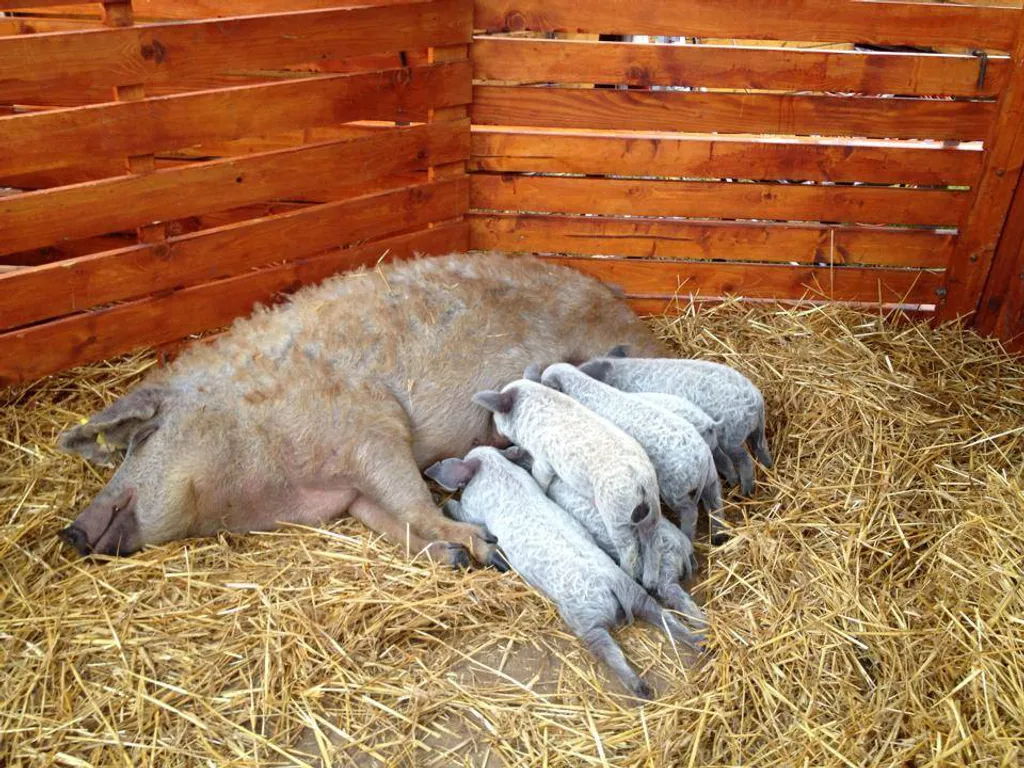 Fotó: Mangalica Fesztivál 