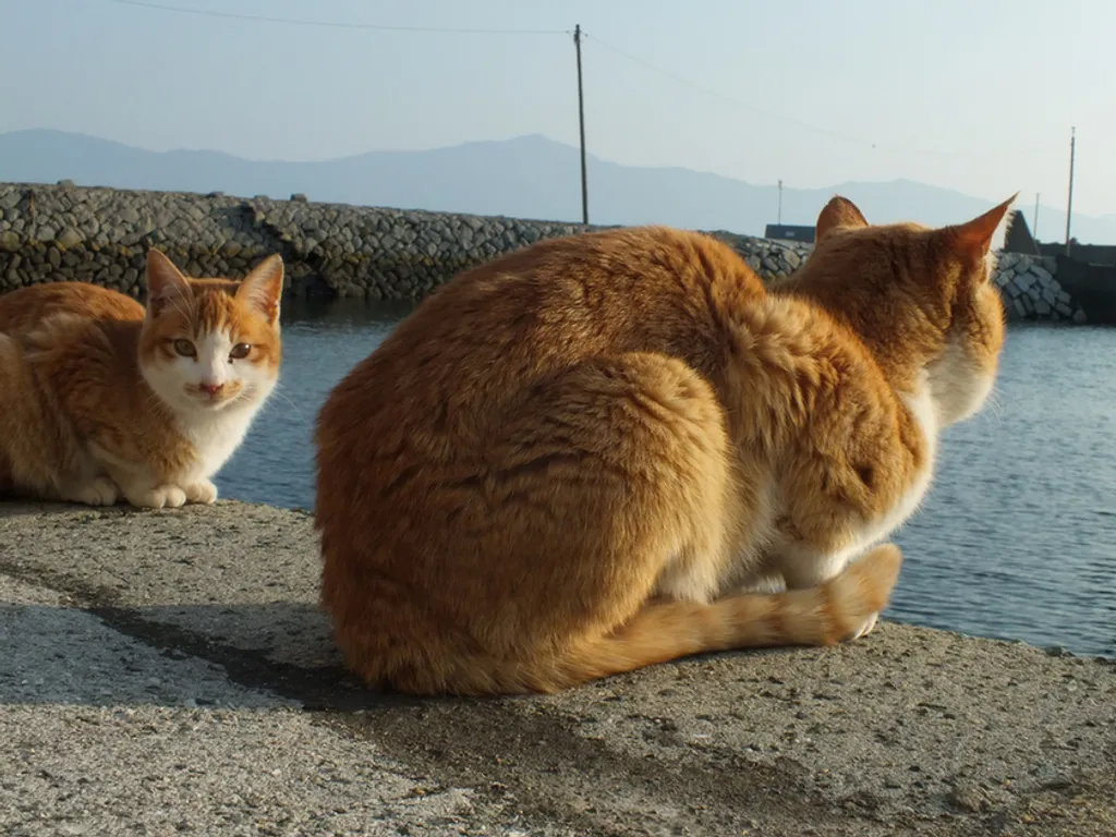Fotó: Hal Arai / flickr 