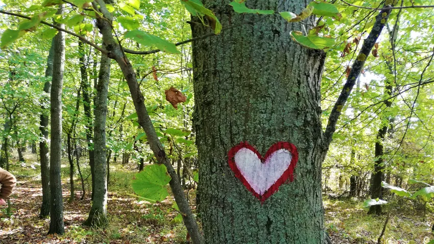 Kövesse a piros szíveket az eplényi erdőben!