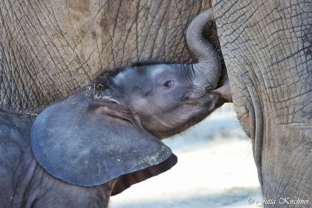 Fotó: Zoo Vienna Schönbrunn 