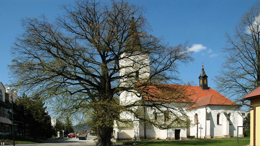 Európai év fája verseny