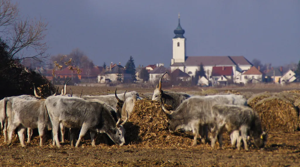 Fotó: szepicsabi / Indafotó 