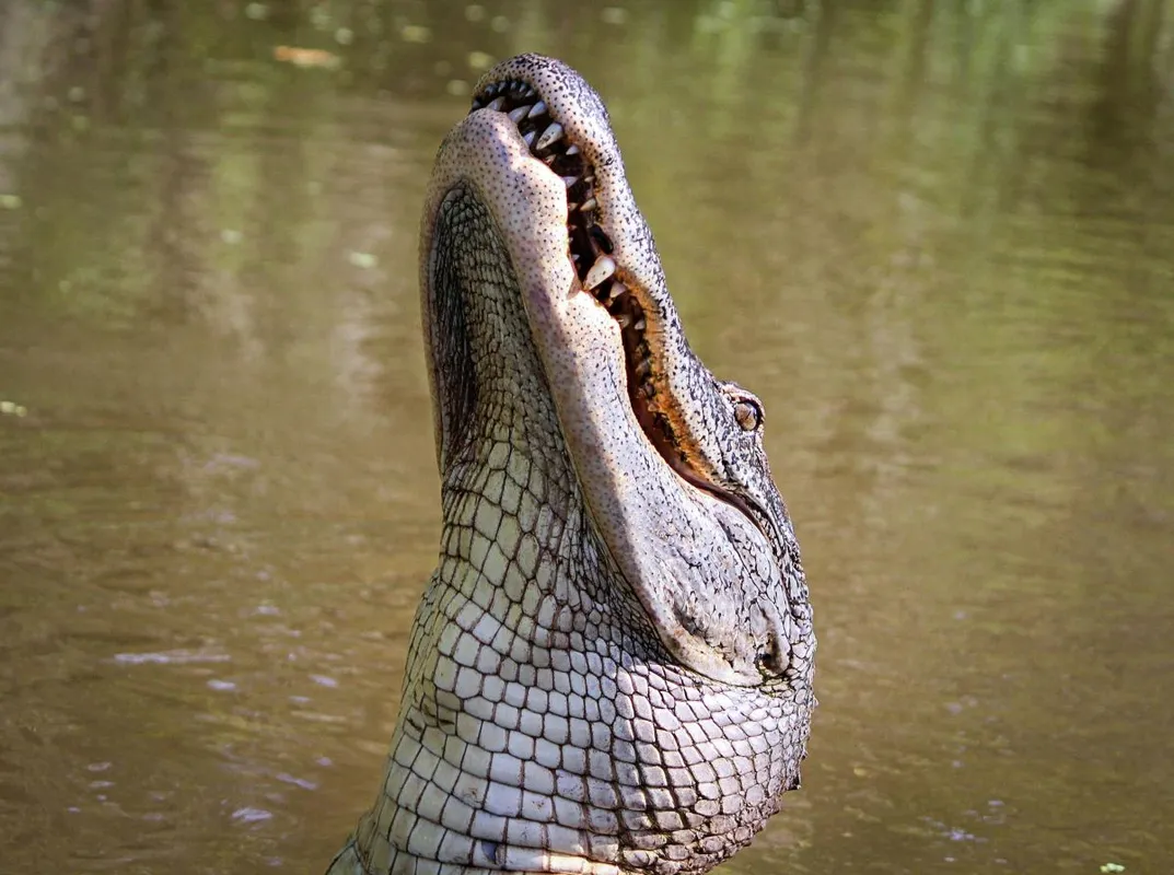 krokodil