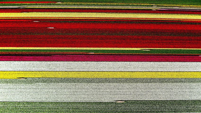 Tulipánmezők madártávlatból
