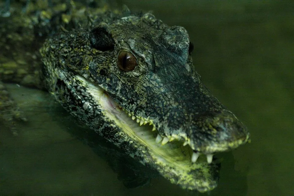 Fotó: Krokodil Zoo 