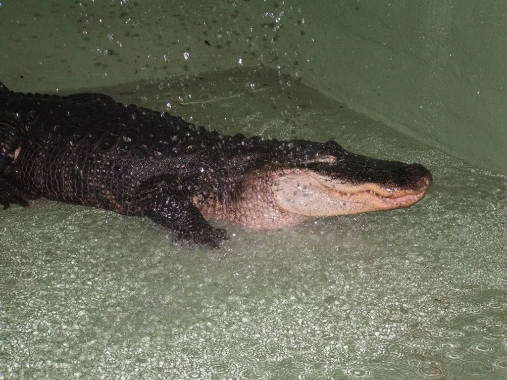 Fotó: Krokodil Zoo 