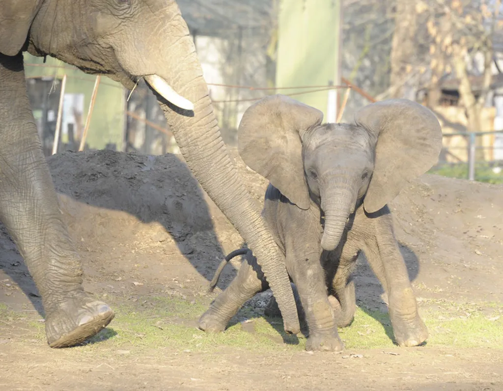 Fotó: Sóstó Zoo - Nyíregyházi Állatpark 