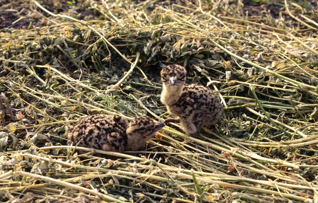 Fotó: Motkó Béla / tuzok.hu 
