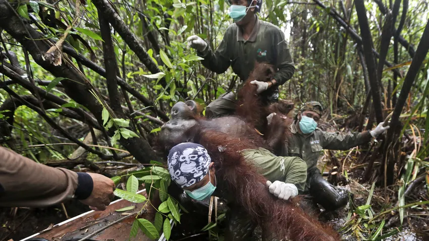 Orangutánmentés Indonéziában