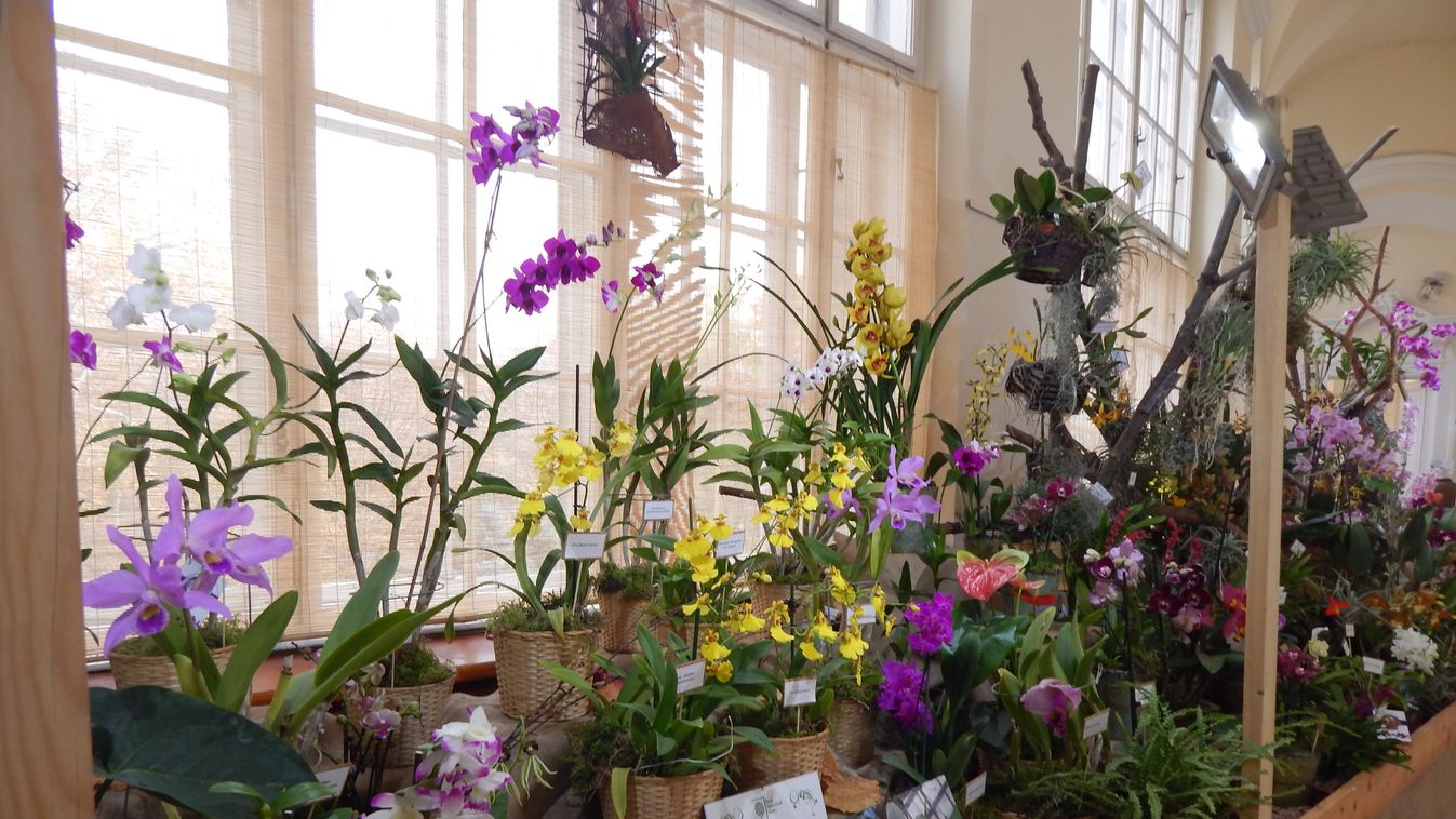 Orchidea kiállítás és Márton-napi fesztivál a hétvégén