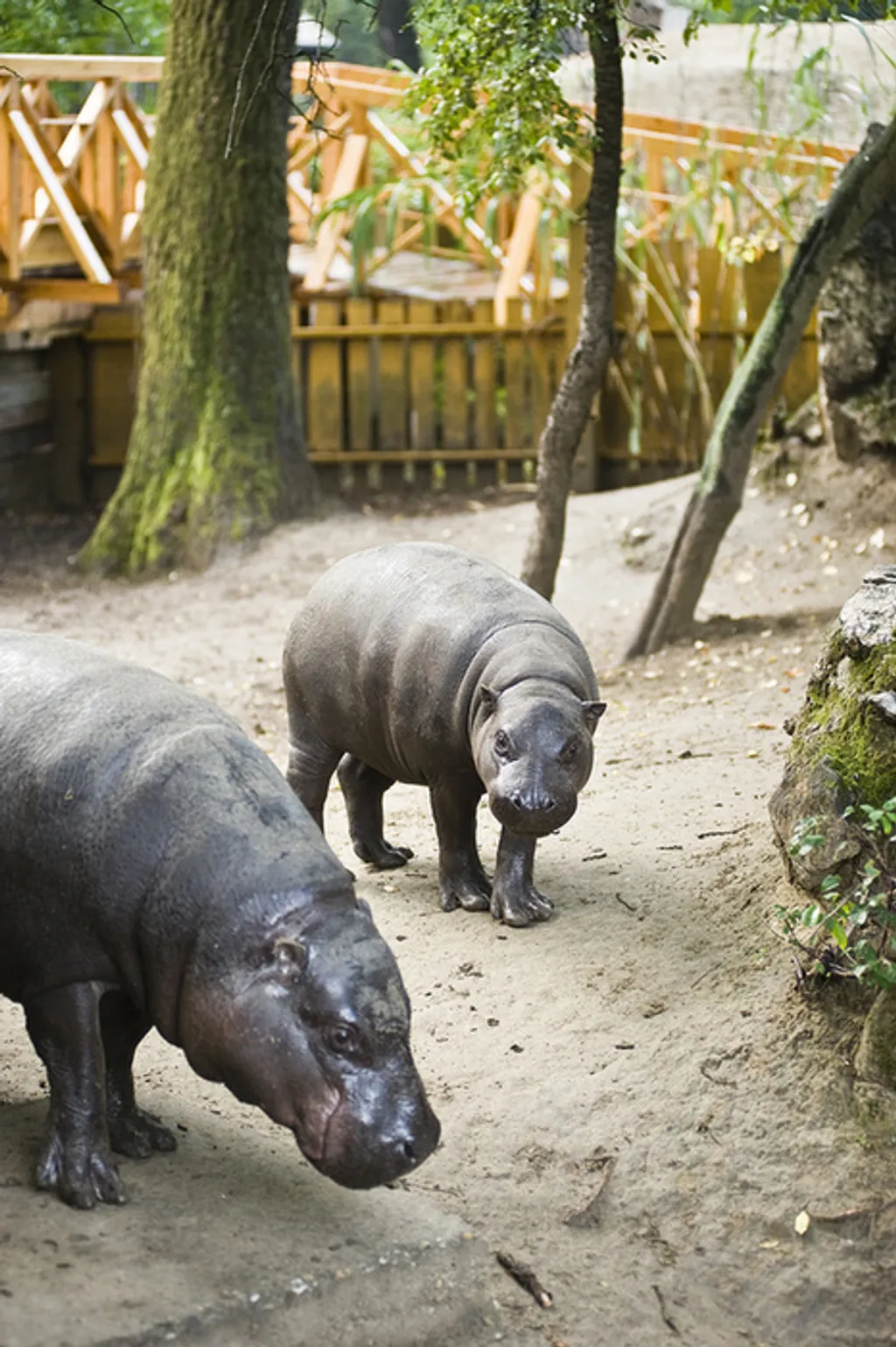 Fotó: Nyíregyházi Állatpark 
