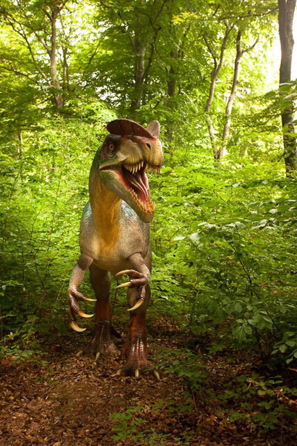 Fotó: Dino Parc Rasnov 
