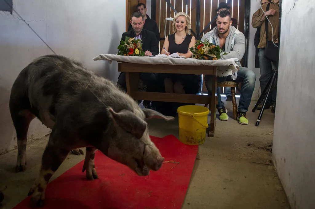 Fotó: Sóki Tamás / MTI 