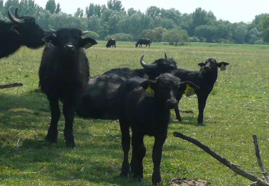 Fotó: Bivalyrezervátum Kápolnapuszta 