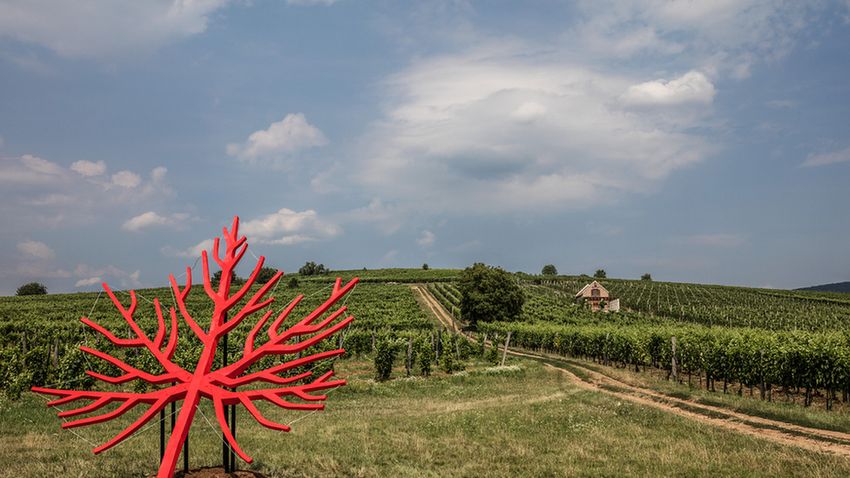 Hello Wood Tokaj 2017