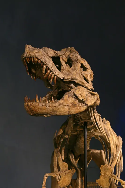 A dinóbőr alapjául szolgáló DNS-t egy több mint 30 éve megtalált dinoszaurusz maradványból nyerik ki./Fotó: GettyImages