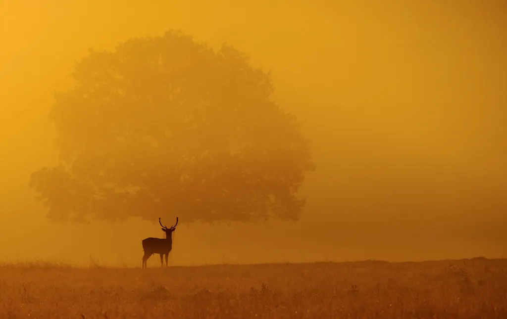 Fotó: Ben Andrew/solent News / Northfoto 