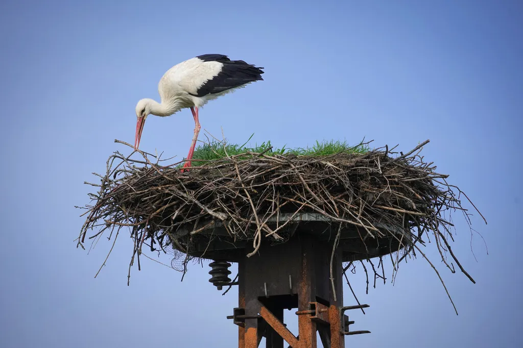Forrás: dpa Picture-Alliance via AFP/Soeren Stache