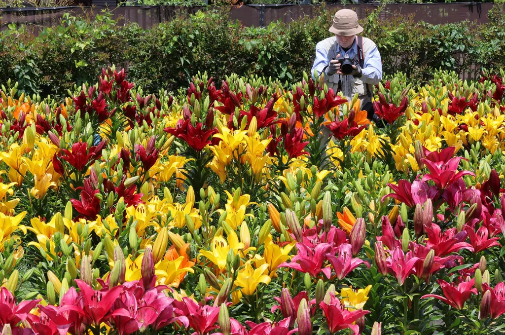 Forrás: The Yomiuri Shimbun via AFP/Yomiuri/Yoshinobu Goto