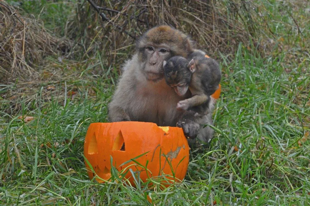 Fotó: Blair Drummond Safari Park 