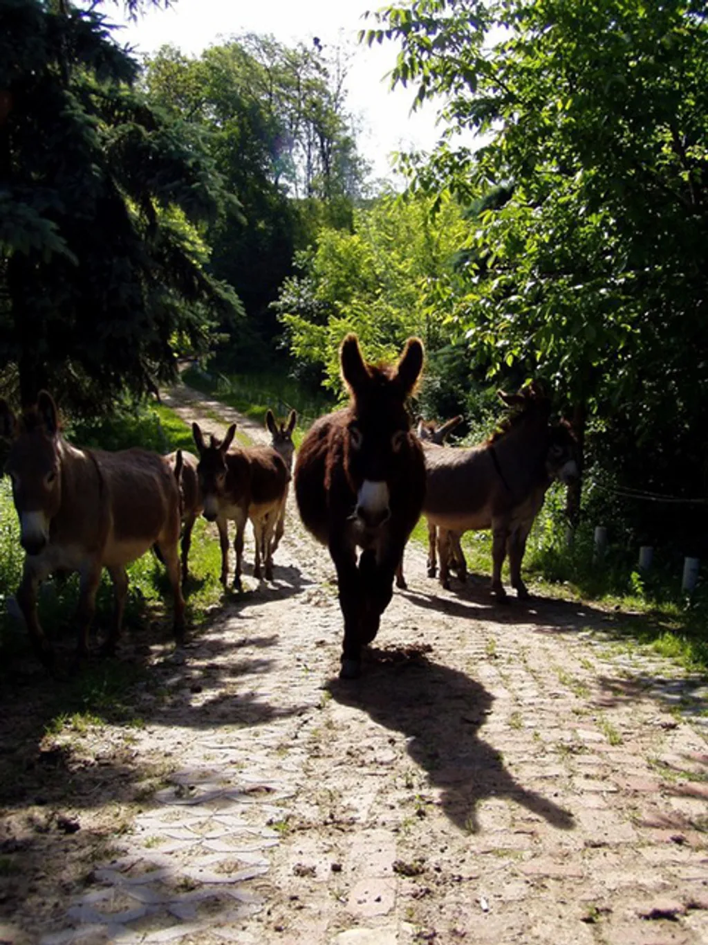 Fotó: Csacsifarm 