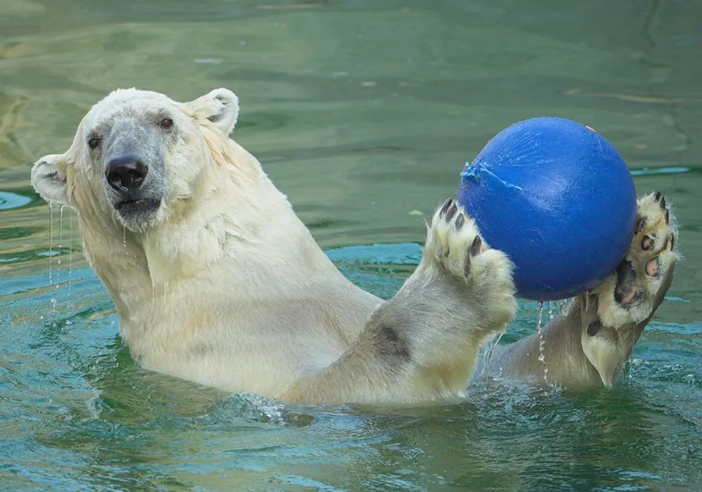 Fotó: Daniel Zupanc / Tiergarten Schönbrunn 