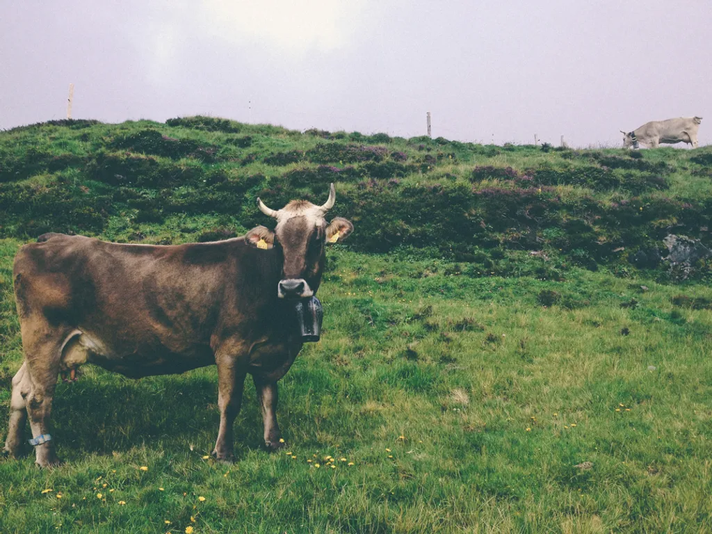 Fotó: Nathan Fertig / Unsplash 