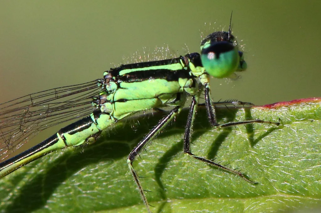 Forrás: NurPhoto via AFP/Creative Touch Imaging Ltd/NurPhoto/Creative Touch Imaging Ltd
