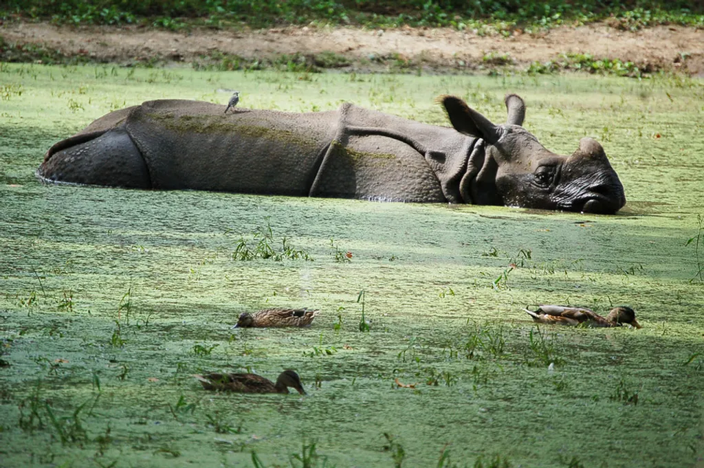 Fotó: Nyíregyházi Állatpark 