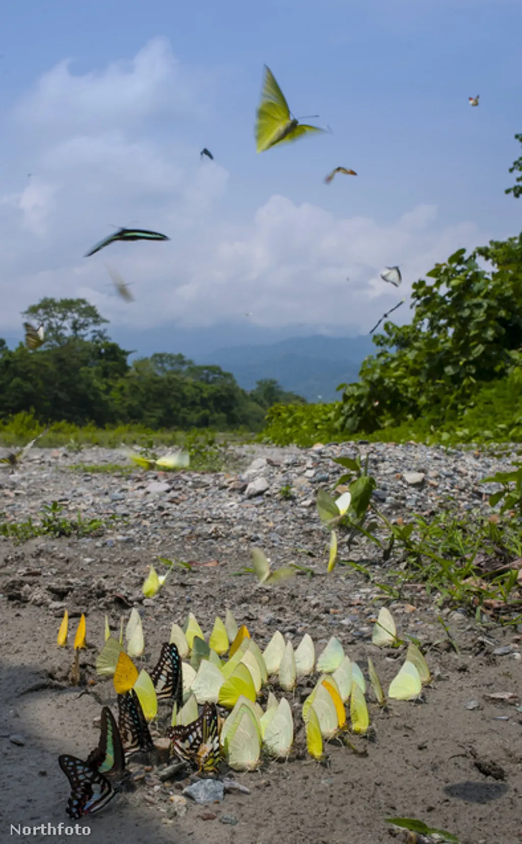 Fotó: Arkaprava Ghosh / Barcroft India / Northfoto 