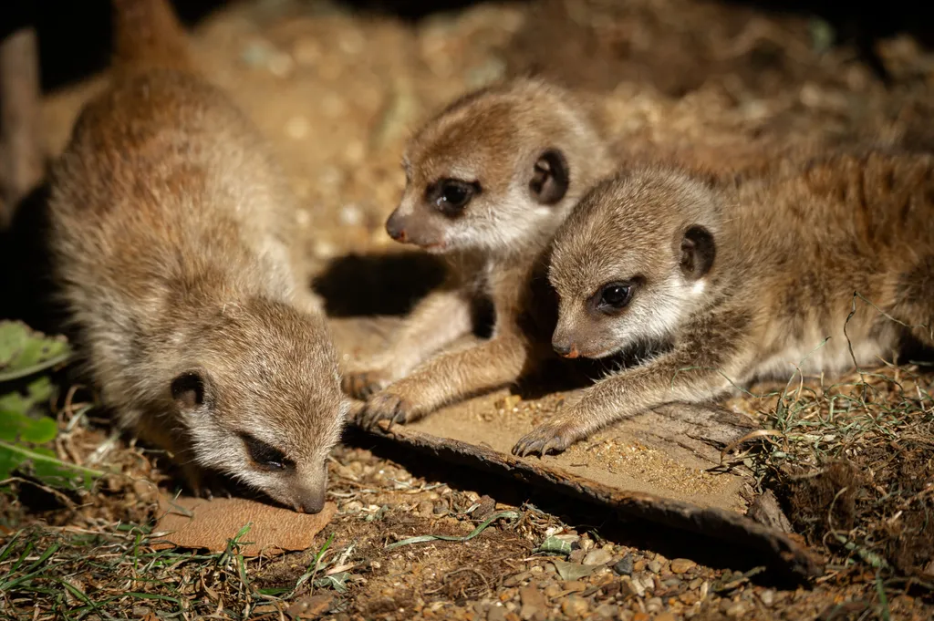 Forrás: Belga via AFP/Handout Zoo Antwerpen - Jonas Ve