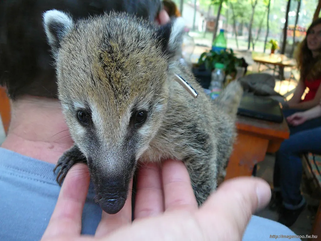 Fotó: MagánZoo 