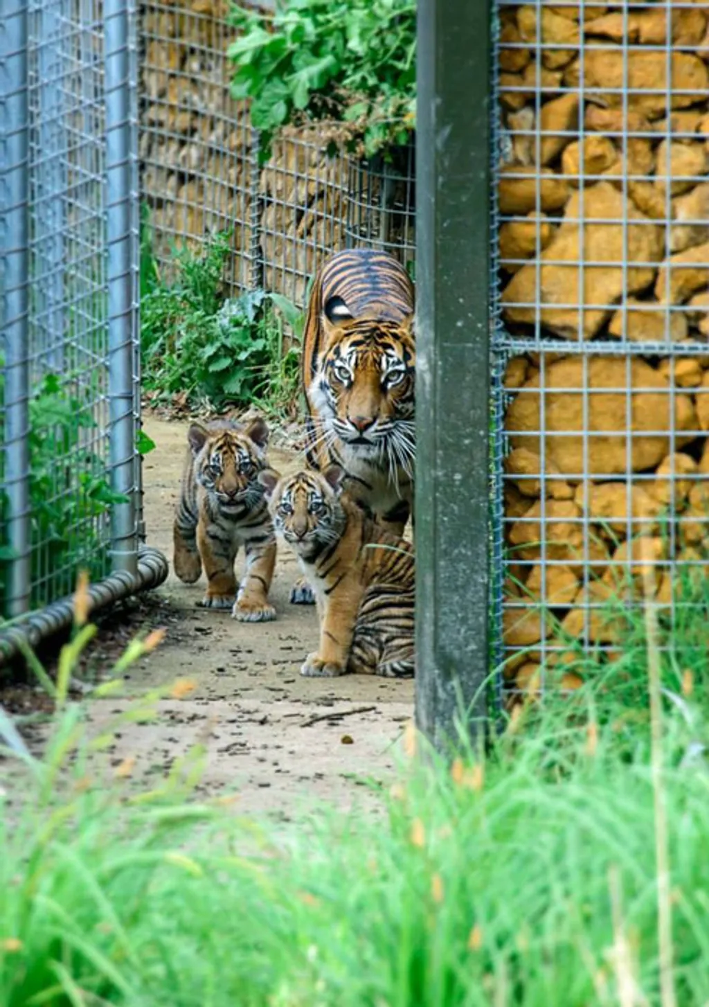 Fotó: Alan Greenfield / ZSL London Zoo 