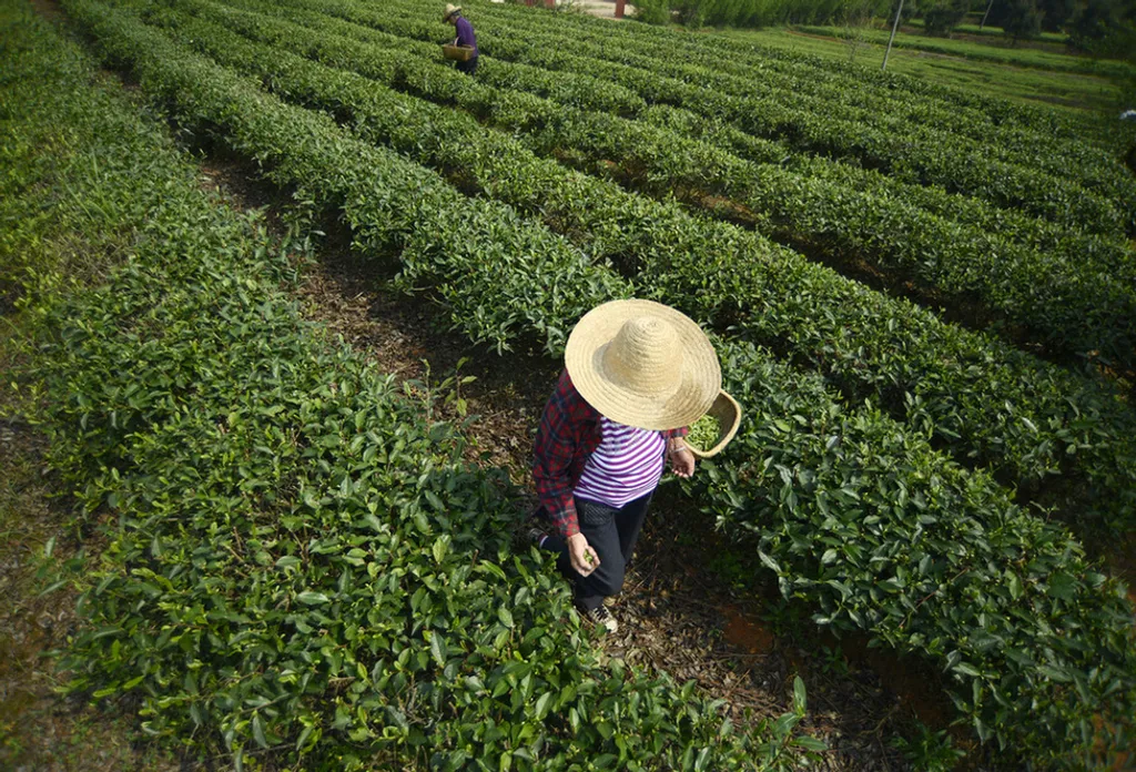 Fotó: Li Ke Xinhua / Eyevine / Northfoto 