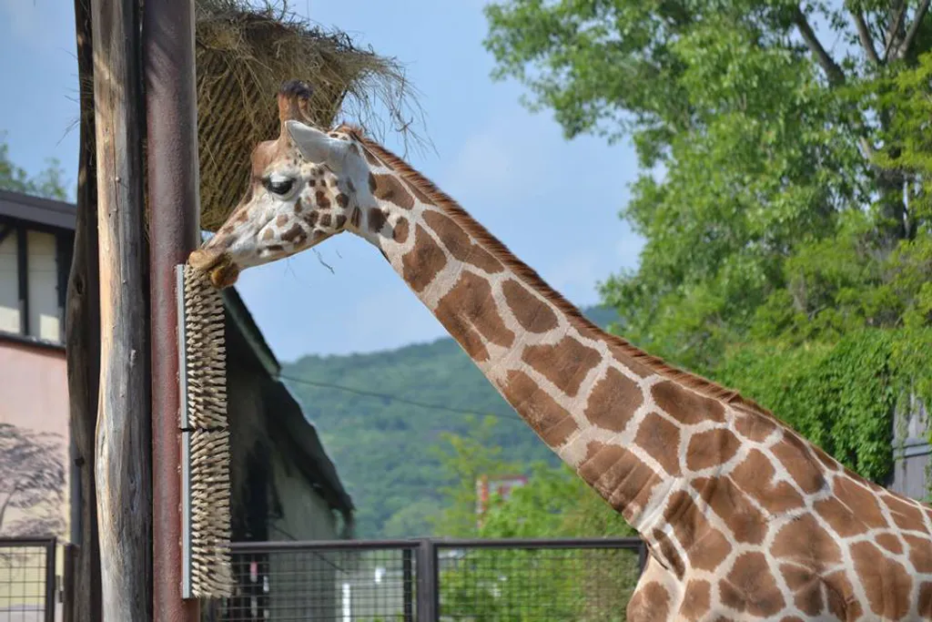 Fotó: Zoo Bratislava / Facebook 