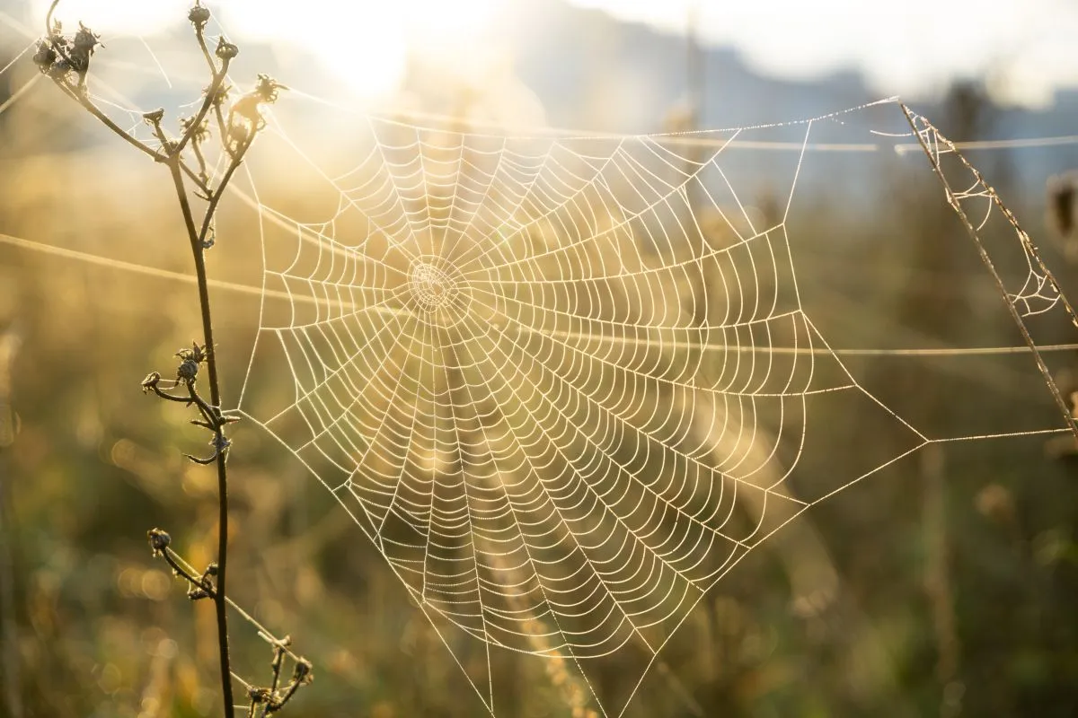 Spider,Web,Covered,With,The,Morning,Moss,On,The,Meadow