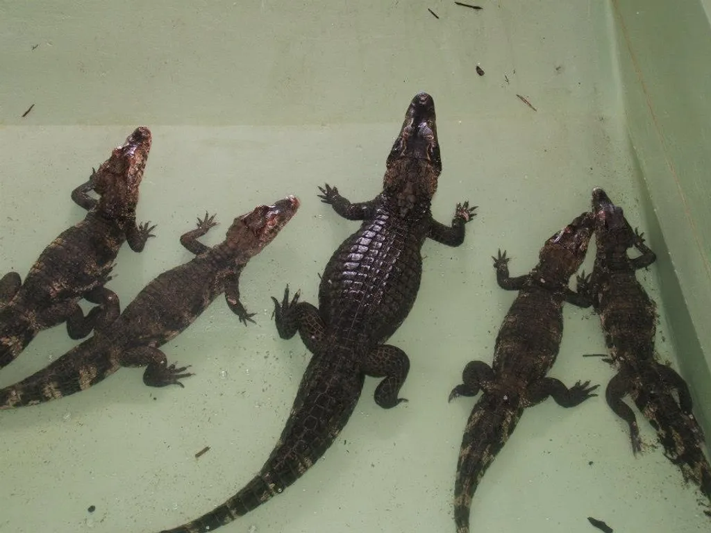 Fotó: Krokodil Zoo 