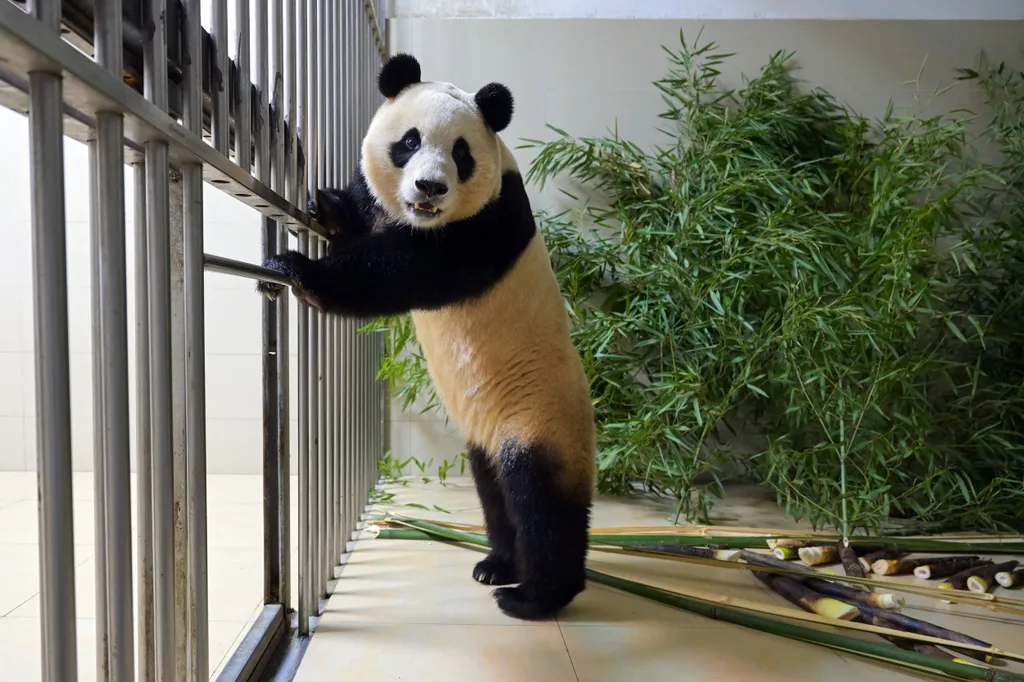 Forrás: AFP/Xinhua News Agency/Li Chuanyou