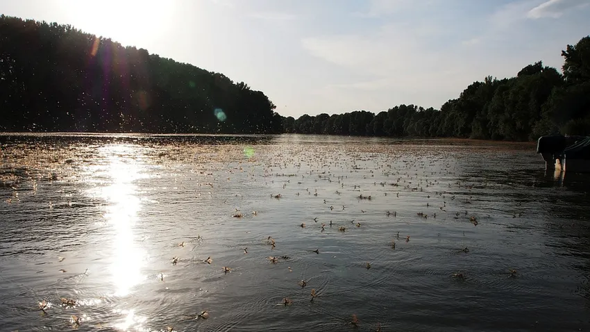 Tiszavirág